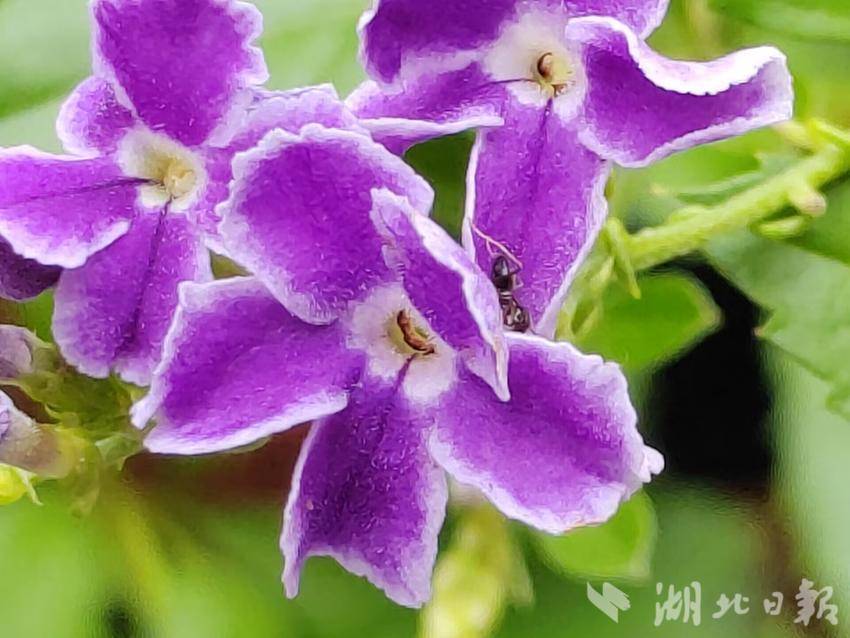天吉彩网